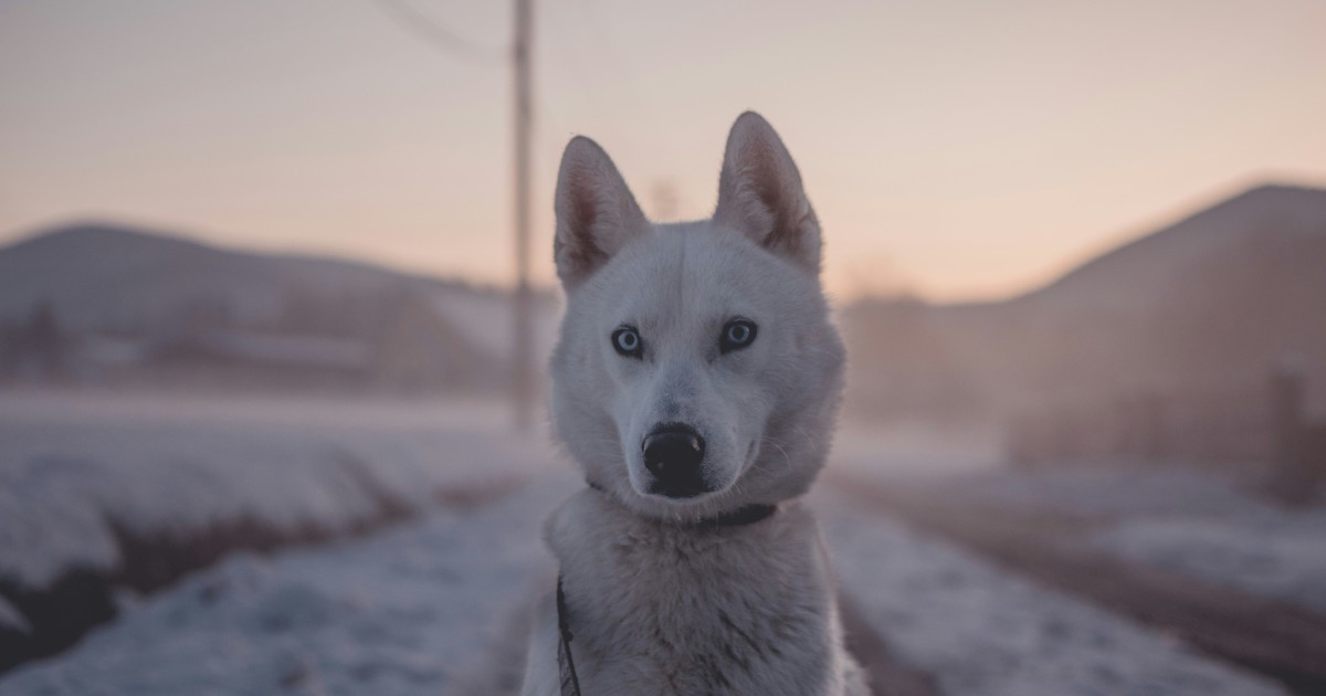 寵物醫療費用市場趨勢 Landscape Analysis Graph HD